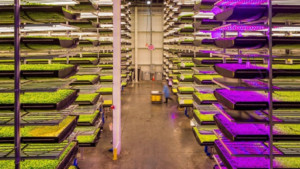 Take an Inside Look at Where the Indoor Vegetable Sector Is Heading