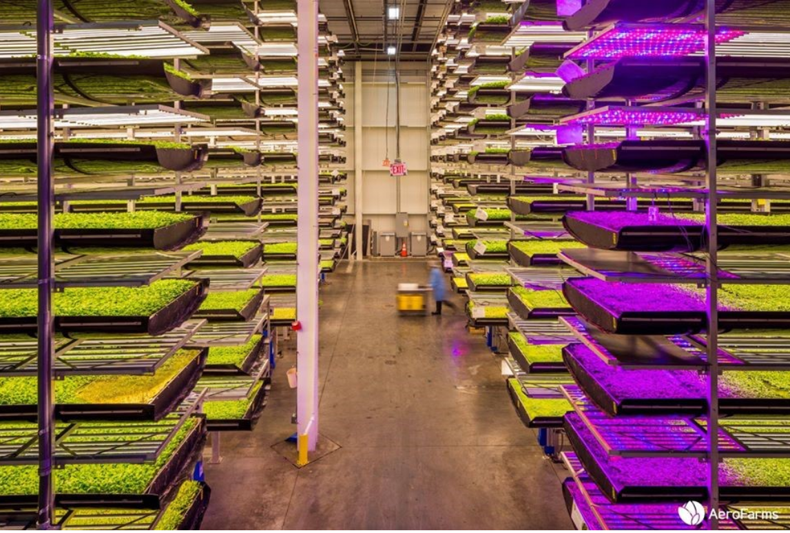 Vertical Farming Opens Doors To Fruit Growing
