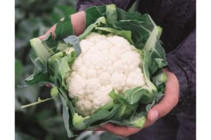 12. Cauliflower (Clean)