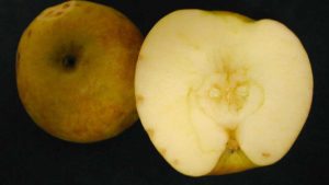 Mitigate Bitter Pit in Your Apple Crops With Auxin and ABA
