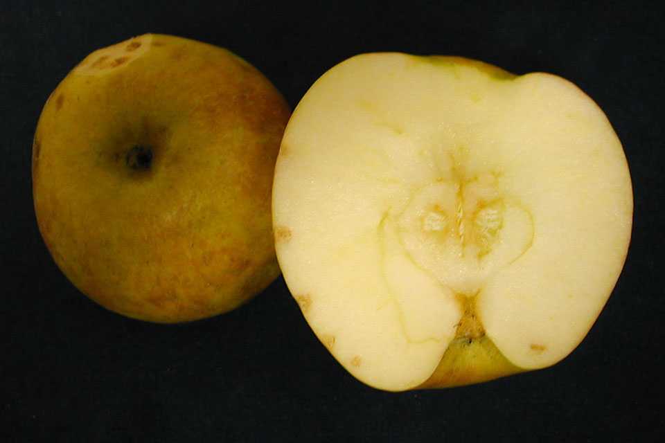 Bitter pit symptoms in Honeycrisp