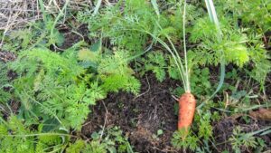 British Scientists Announce Solution for Carrot Cavity Spot