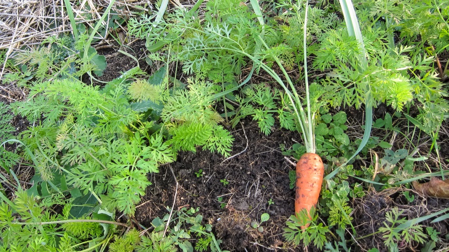 British Scientists Announce Solution for Carrot Cavity Spot