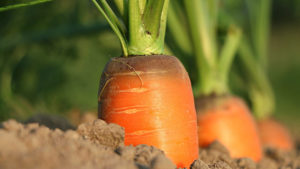 Will Carrots Take Root as New Cash Crop for North Florida Growers?
