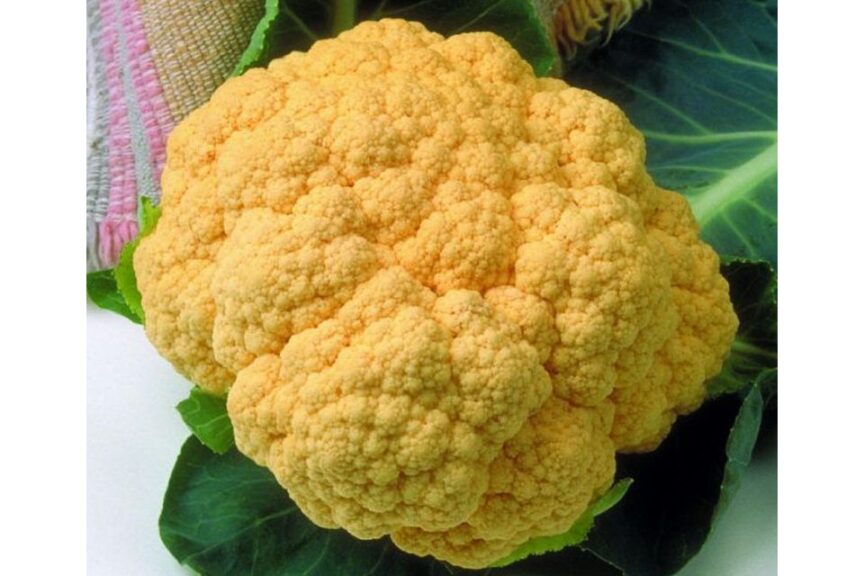 Cheddar (Seminis Vegetable Seeds, Stokes Seeds Inc.)