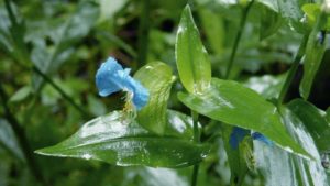 Dayflower