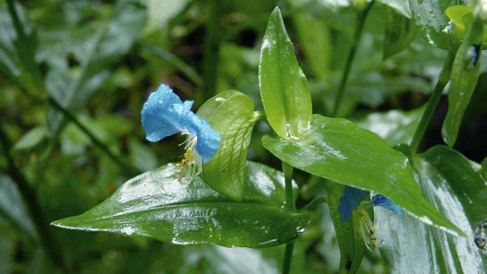 Dayflower