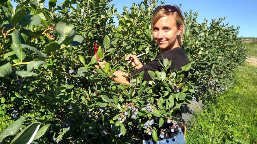 Why Fruit Research Needs Your Help To Keep Growing