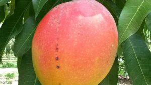 13. Mango (Clean)