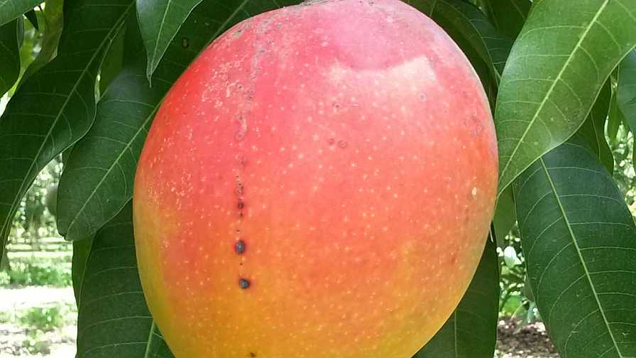 13. Mango (Clean)