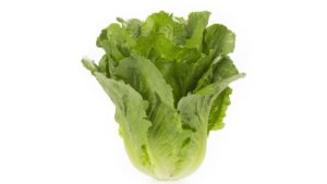 What the Future of Lettuce Breeding Could Look Like [Video]