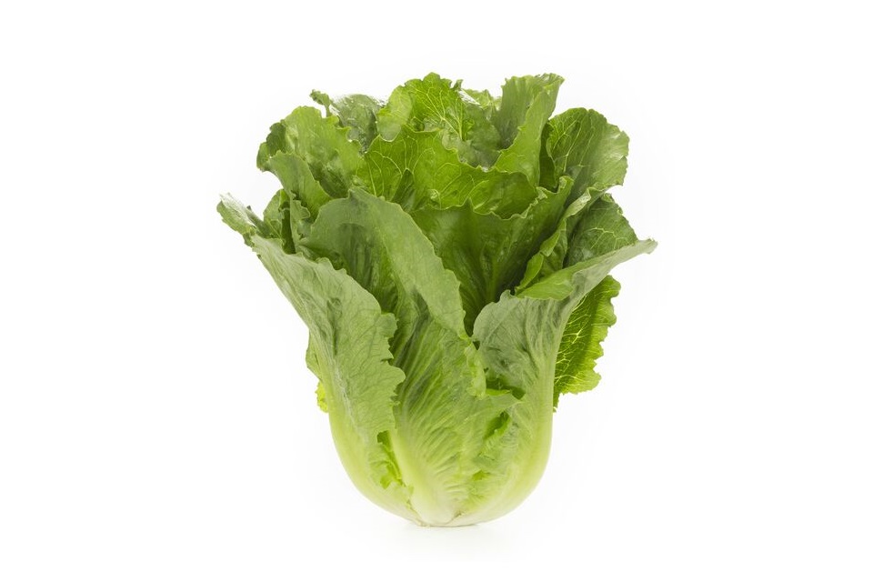 What the Future of Lettuce Breeding Could Look Like [Video]