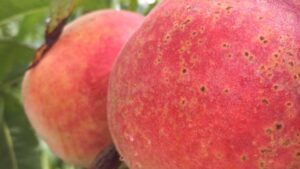 Get the Jump on Early Season Bacterial Spot Management in Peaches