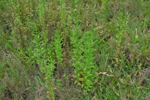 Goatweed