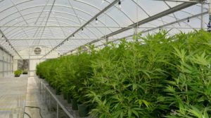 Hemp Testing in Florida: What Growers Need To Know