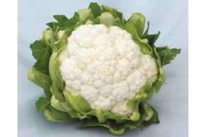 Lacerta (Syngenta Vegetable Seeds)