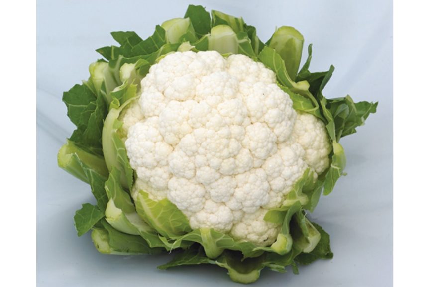 Lacerta (Syngenta Vegetable Seeds)