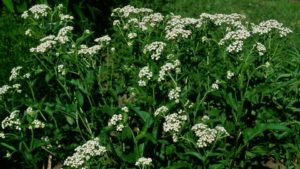 Parthenium