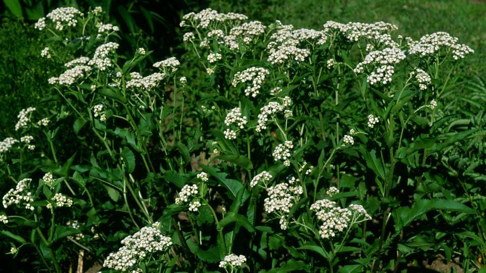 Parthenium