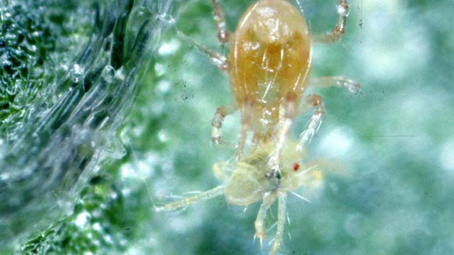 Mites Causing Havoc in Your Hemp Crop? What You Can Do