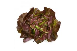 Skyphos (Rijk Zwaan USA, Stokes Seeds Inc.)