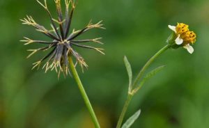 Spanish Needle