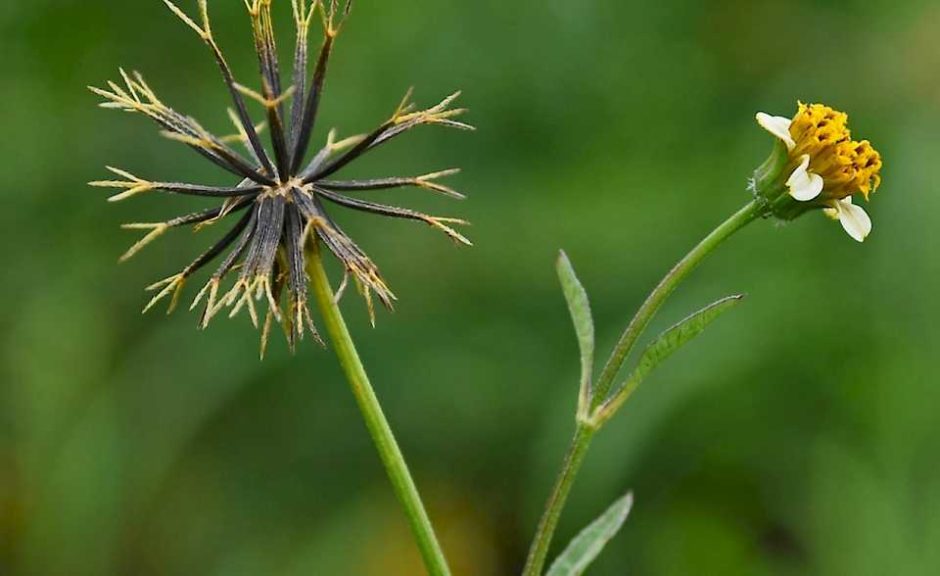Spanish Needle