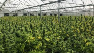 Growing up: Florida’s Hemp Program Turns 1 Year Old