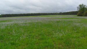 Bermudagrass