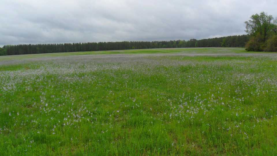 Bermudagrass