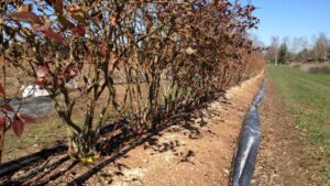 Does Mulch Make a Difference for Better Blueberry Crops?