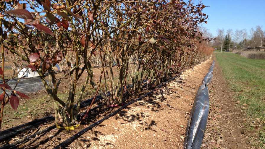 Does Mulch Make a Difference for Better Blueberry Crops?