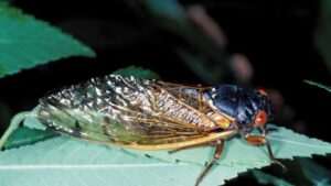 They’re Here! Let the Brood X Cicada Invasion Begin