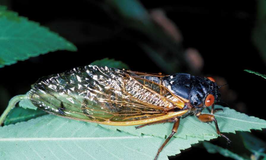 They’re Here! Let the Brood X Cicada Invasion Begin