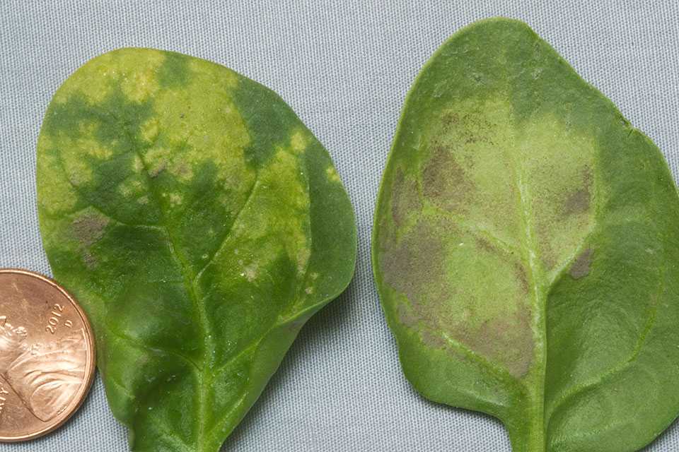 Downy mildew symptoms on spinach leaves