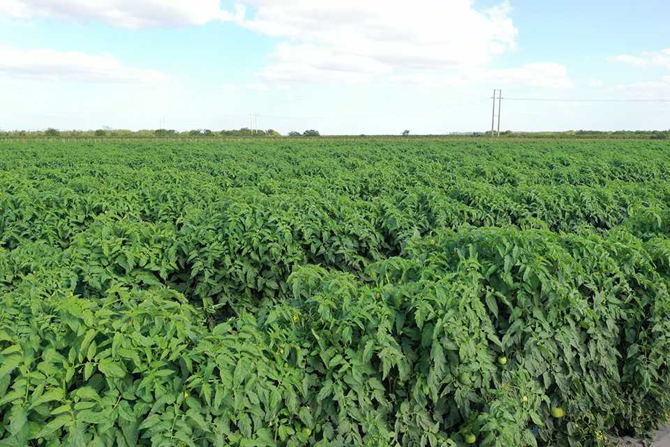 field of tomato plants