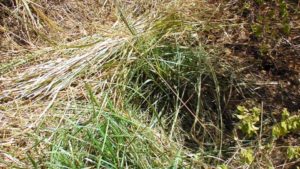 Guineagrass
