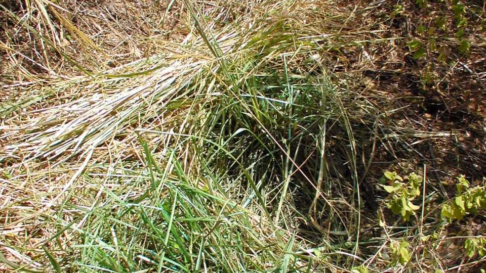 Guineagrass