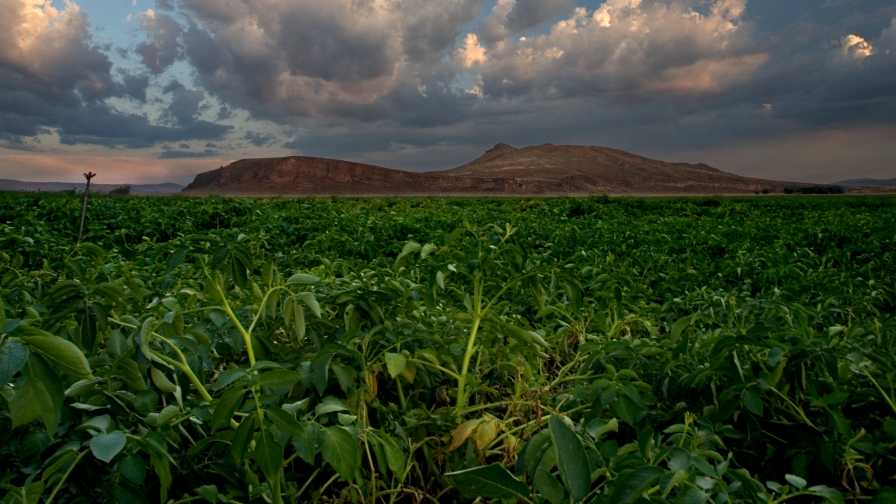 Potato field in the Klamath Basin