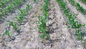 What Have We Learned from 30 Years of Sweet Corn Seed Treatment Trials?