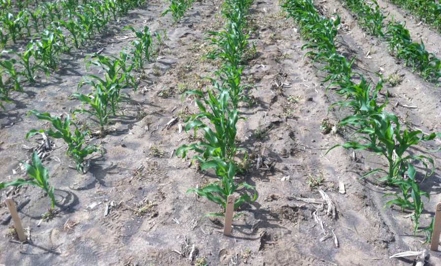 What Have We Learned from 30 Years of Sweet Corn Seed Treatment Trials?