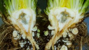 New Pathogen Strains a Cause for Concern Among Vegetable Growers