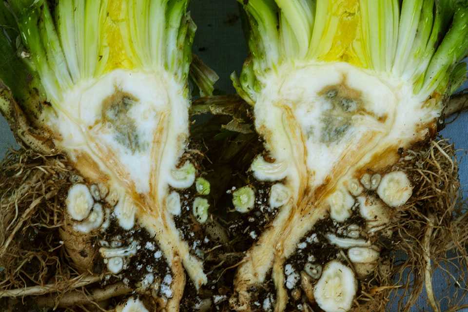 Fusarium yellows symptoms on celery