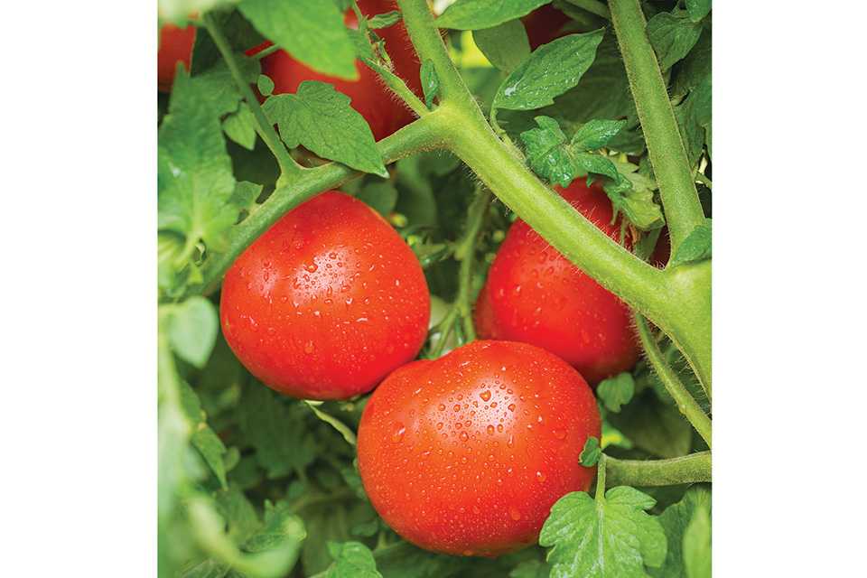 Tasti-Lee tomatoes on the vine