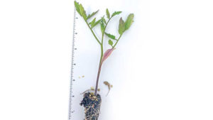 Thinking About Growing Transplants?