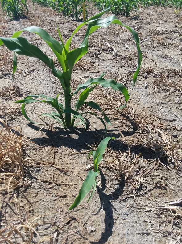 weaker plants in sweet corn seed treatment trial