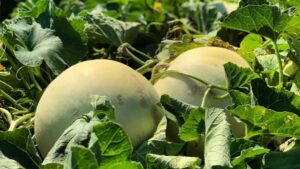 Studies Lend Insight into Food Safety in Cantaloupes