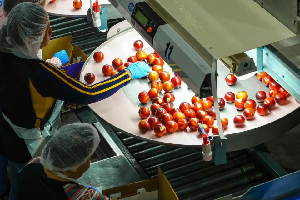 Court Ruling Favors Washington Farm Groups in Suit Over COVID-19 Regulations