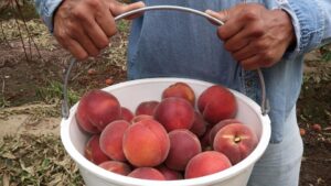 Prima Wawona Dedicates Extra 2,600 Acres to Stone Fruit