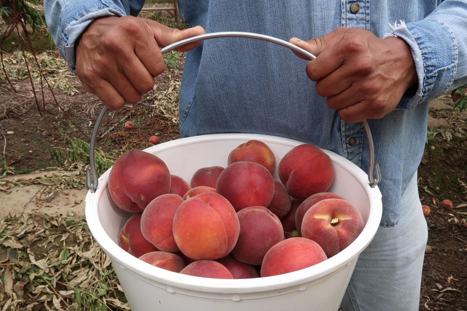 Prima Wawona Dedicates Extra 2,600 Acres to Stone Fruit